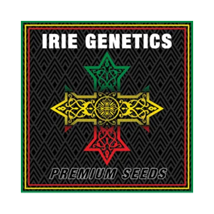 irie genetics Bebop by Irie Genetics